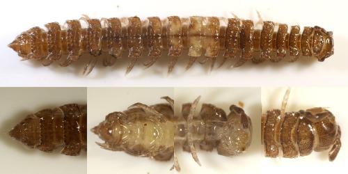 Polydesmus sp.
